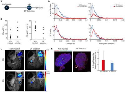 Prediction of Ovarian Follicular Dominance by MRI Phenotyping of Hormonally Induced Vascular Remodeling